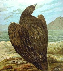 Eagle sea picture White-tailed aguila Whitetaileagle