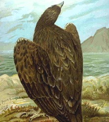 Eagle sea picture White-tailed aguila Whitetaileagle