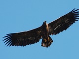 White-tailed Eagle picture sea aguila Haliaeetus_albicilla_-Littleisland,_Norway_-juvenile-8a_(7)