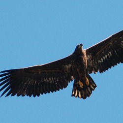 White-tailed Eagle picture sea aguila Haliaeetus_albicilla_-Littleisland,_Norway_-juvenile-8a_(7)