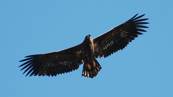 White-tailed Eagle picture sea aguila Haliaeetus_albicilla_-Littleisland,_Norway_-juvenile-8a_(7)