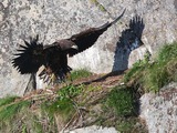 White-tailed aguila Eagle sea picture Haliaeetus_albicilla_-Littleisland,_Norway_-juvenile-8a_(3)