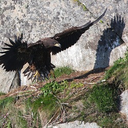 White-tailed aguila Eagle sea picture Haliaeetus_albicilla_-Littleisland,_Norway_-juvenile-8a_(3)