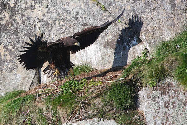 White-tailed aguila Eagle sea picture Haliaeetus_albicilla_-Littleisland,_Norway_-juvenile-8a_(3)