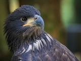 White-tailed aguila picture Eagle sea Hellenthal_001