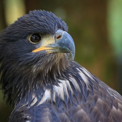 White-tailed aguila picture Eagle sea Hellenthal_001