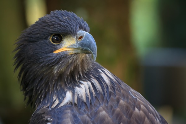 White-tailed aguila picture Eagle sea Hellenthal_001