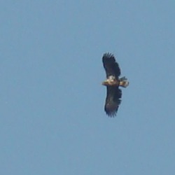 White-tailed aguila sea picture Eagle White-tailed_Eagle-Mindaugas_Urbonas-1