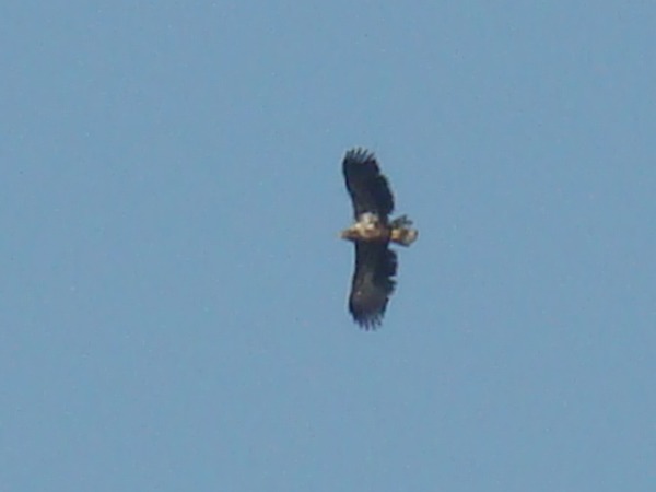 White-tailed aguila sea picture Eagle White-tailed_Eagle-Mindaugas_Urbonas-1