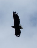 White Tailed Eagle