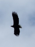 White-tailed picture sea Eagle aguila White_Tailed_Sea_Eagle_overhead_off_Udairn_-_geograph.org.uk_-_829197