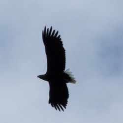 White-tailed picture sea Eagle aguila White_Tailed_Sea_Eagle_overhead_off_Udairn_-_geograph.org.uk_-_829197