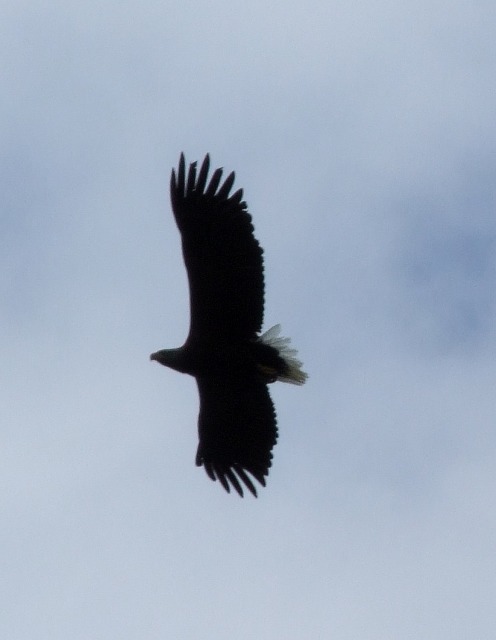 White-tailed picture sea Eagle aguila White_Tailed_Sea_Eagle_overhead_off_Udairn_-_geograph.org.uk_-_829197