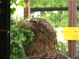 White-tailed sea Eagle picture aguila Haliaeetus_albicilla_Warsaw_ZOO_02