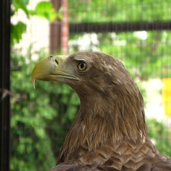 White-tailed sea Eagle picture aguila Haliaeetus_albicilla_Warsaw_ZOO_02