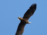 aguila Eagle picture White-tailed sea Haliaeetus_albicilla_-Volga_River,_Russia_-flying-8