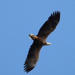 aguila Eagle picture White-tailed sea Haliaeetus_albicilla_-Volga_River,_Russia_-flying-8