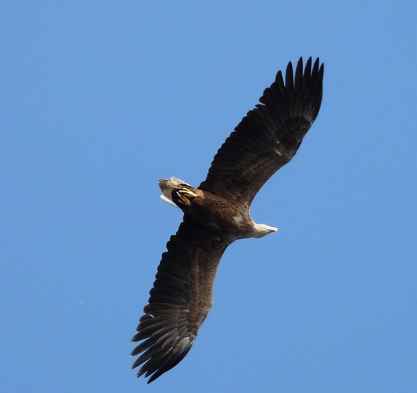 aguila Eagle picture White-tailed sea Haliaeetus_albicilla_-Volga_River,_Russia_-flying-8