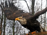 Seeadler (Haliaeetus albicilla), white-tailed eagle