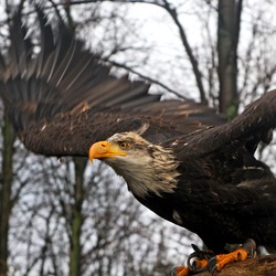 Seeadler (Haliaeetus albicilla), white-tailed eagle