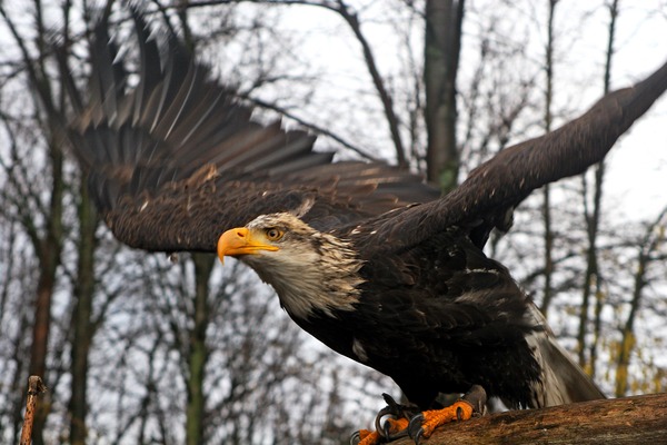 Seeadler (Haliaeetus albicilla), white-tailed eagle