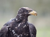 aguila White-tailed Eagle sea picture Haliaeetus_albicilla_in_Eekholt_Zoo