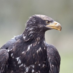 aguila White-tailed Eagle sea picture Haliaeetus_albicilla_in_Eekholt_Zoo