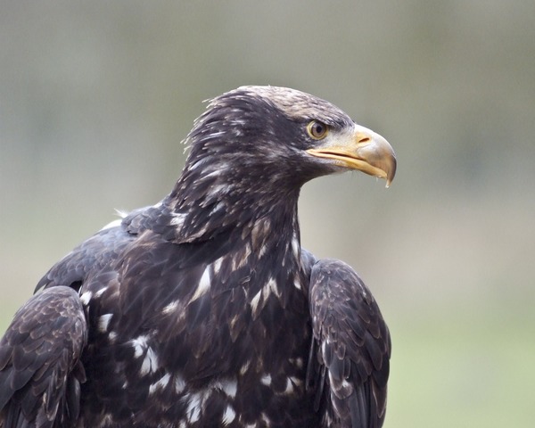 aguila White-tailed Eagle sea picture Haliaeetus_albicilla_in_Eekholt_Zoo