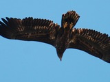 aguila sea White-tailed Eagle picture Haliaeetus_albicilla_-Littleisland,_Norway_-juvenile-8a_(4)