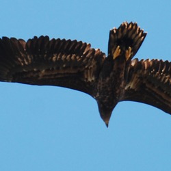 aguila sea White-tailed Eagle picture Haliaeetus_albicilla_-Littleisland,_Norway_-juvenile-8a_(4)