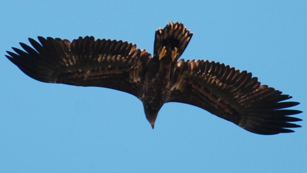 aguila sea White-tailed Eagle picture Haliaeetus_albicilla_-Littleisland,_Norway_-juvenile-8a_(4)