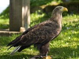 aguila sea White-tailed picture Eagle Haliaeetus_albicilla_LC0194