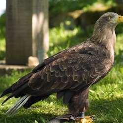 aguila sea White-tailed picture Eagle Haliaeetus_albicilla_LC0194