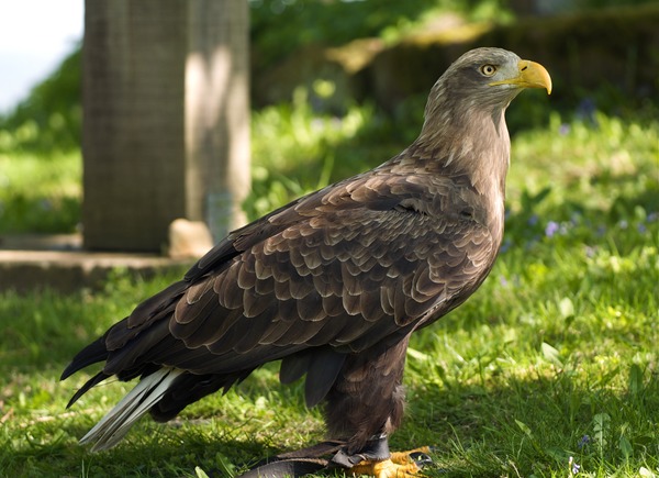 aguila sea White-tailed picture Eagle Haliaeetus_albicilla_LC0194