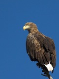 aguila sea White-tailed picture Eagle White_tailed_eagle