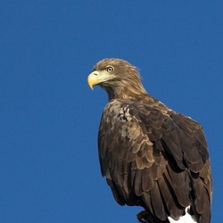 aguila sea White-tailed picture Eagle White_tailed_eagle