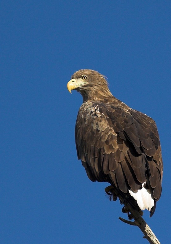 aguila sea White-tailed picture Eagle White_tailed_eagle