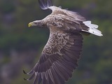 picture Eagle aguila White-tailed sea White-tailed-eagle