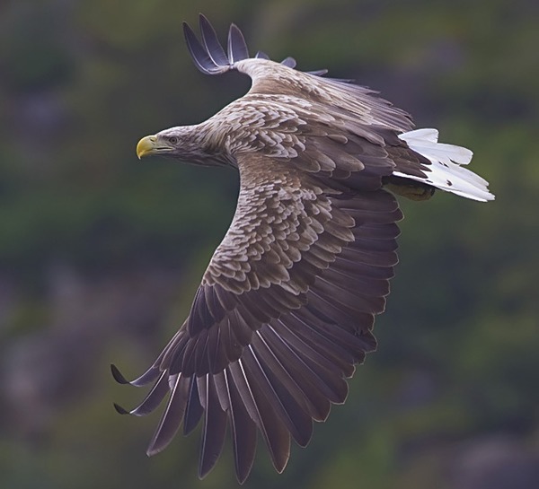 picture Eagle aguila White-tailed sea White-tailed-eagle