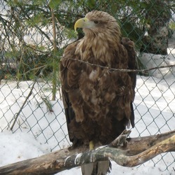 picture Eagle aguila sea White-tailed Merikotka