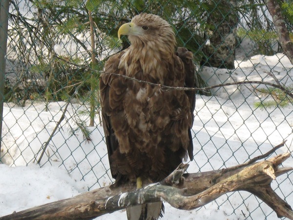 picture Eagle aguila sea White-tailed Merikotka