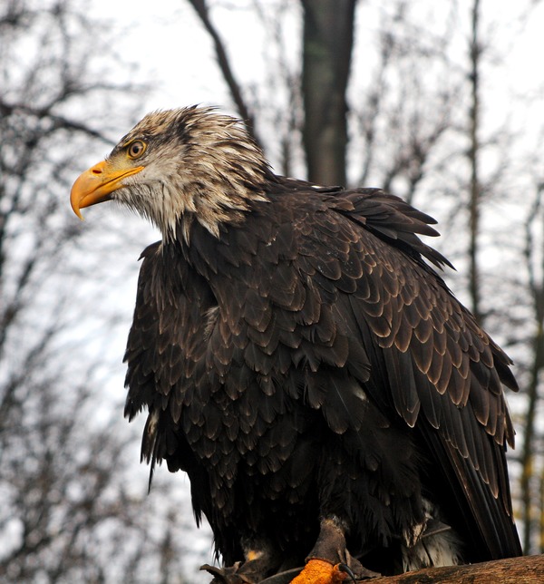 Seeadler (Haliaeetus albicilla), white-tailed eagle