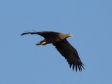 sea White-tailed aguila picture Eagle Haliaeetus_albicilla_-Volga_River,_Russia_-flying-8_(1)