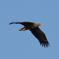 sea White-tailed aguila picture Eagle Haliaeetus_albicilla_-Volga_River,_Russia_-flying-8_(1)