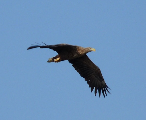 sea White-tailed aguila picture Eagle Haliaeetus_albicilla_-Volga_River,_Russia_-flying-8_(1)