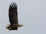 sea aguila Eagle picture White-tailed Haliaeetus_albicilla_-Littleisland,_Norway_-adult-8a