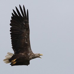 sea aguila Eagle picture White-tailed Haliaeetus_albicilla_-Littleisland,_Norway_-adult-8a