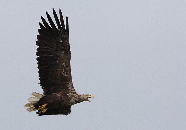 sea aguila Eagle picture White-tailed Haliaeetus_albicilla_-Littleisland,_Norway_-adult-8a