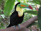 T ucan Keel billed toucan costa rica Ramphastos