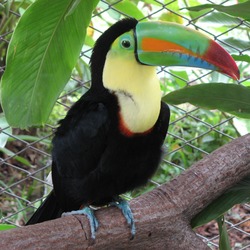 T ucan Keel billed toucan costa rica Ramphastos